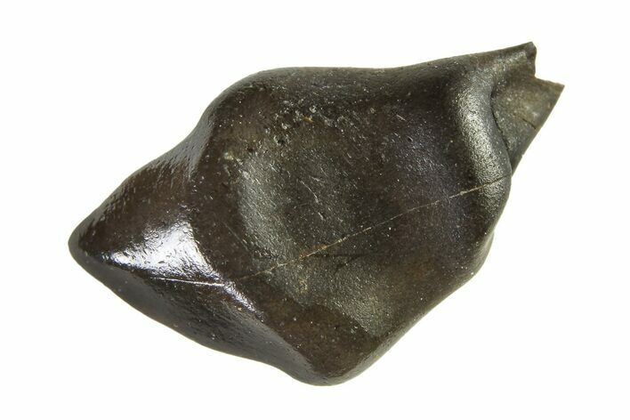 Fossil Nodosaurid (Denversaurus) Tooth - Montana #338889